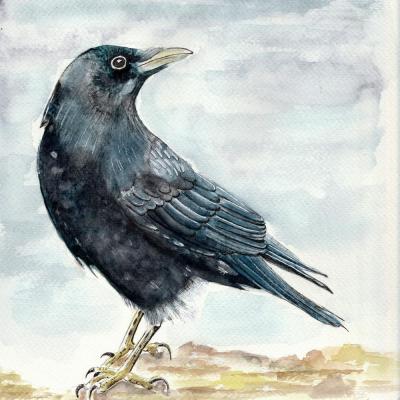 Corneille corbeau à l'aquarelle par véronique chevreul