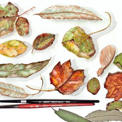 Feuilles d'automne planche nature à l'aquarelle par véronique chevreul